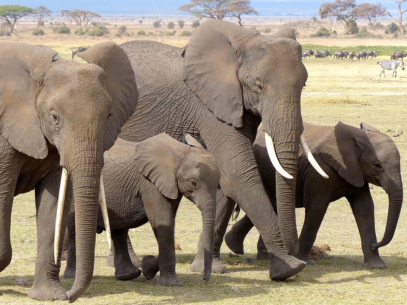 Kenia i jej przyroda: Park Narodowy Amboseli