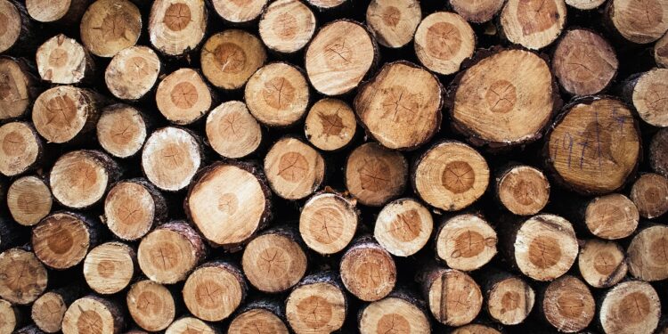 Profesjonalna wycinka drzew – o czym mowa w praktyce - X-MAG.pl wycinka drzew