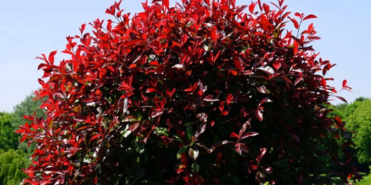 Szkółka roślin – 3 cechy, które wyróżniają dobrą szkółkę - X-MAG.pl krzewy