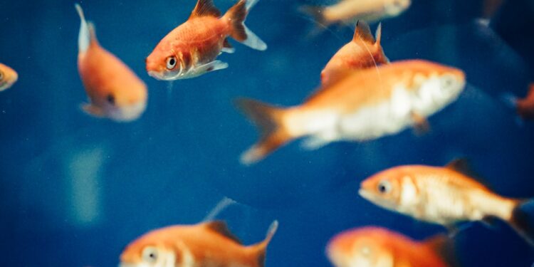 Łosoś wędzony na zimno – dlaczego warto go wybierać? - X-MAG.pl Złote rybki