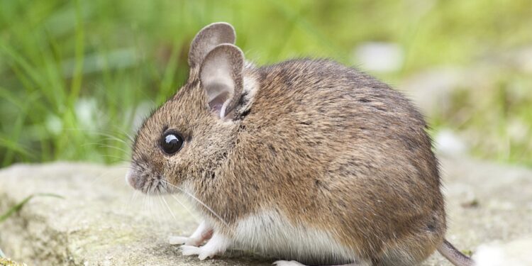 Jak w praktyce wygląda profesjonalna deratyzacja? - X-MAG.pl zwalczanie gryzoni