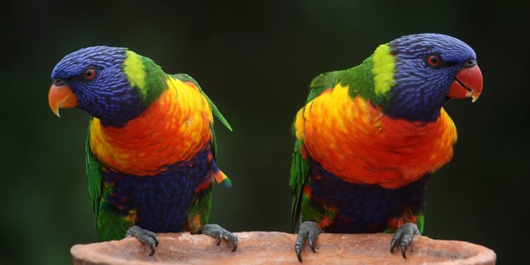 Karma dla papug falistych - jak wybrać odpowiedni produkt? - X-MAG.pl papuga falista