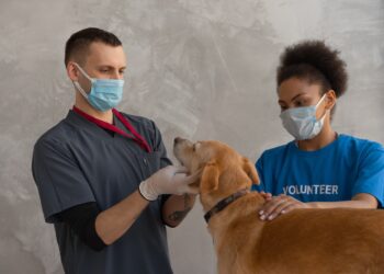 weterynaryjna przychodnia