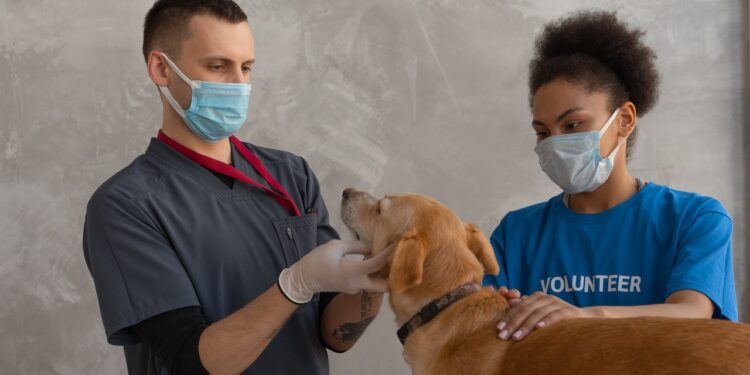 weterynaryjna przychodnia