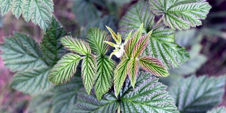 Sadzonki malin – dlaczego sprzedaż wysyłkowa to dobry pomysł? - X-MAG.pl sadzonki malin