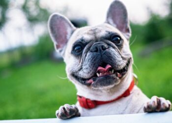 dlaczego warto szkolic psy