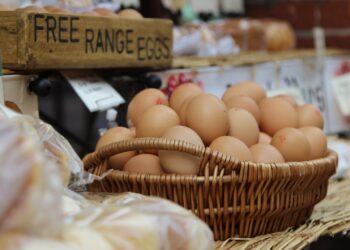 wybor dostawcy jajek