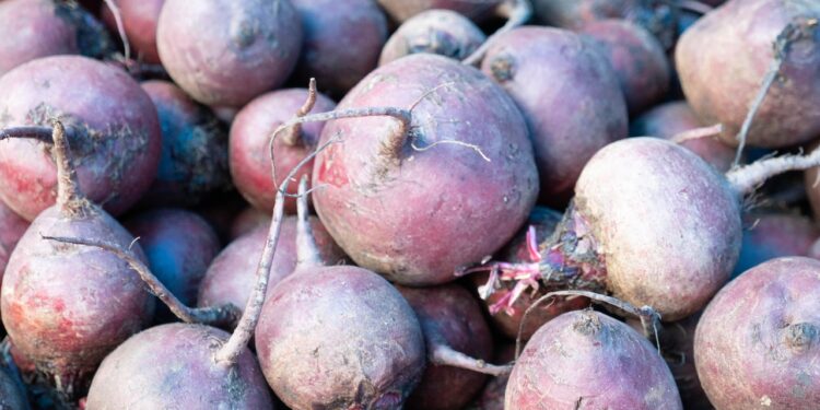 Sprzedaż buraków ćwikłowych - gdzie szukać najlepszych ofert? - X-MAG.pl cwiklowe buraki