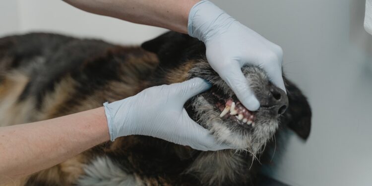 Stomatologia małych zwierząt - jak wybrać specjalistę? - X-MAG.pl stomatologia zwierzat