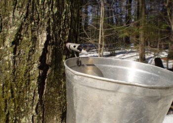 zastosowanie wiaderek ocynkowanych