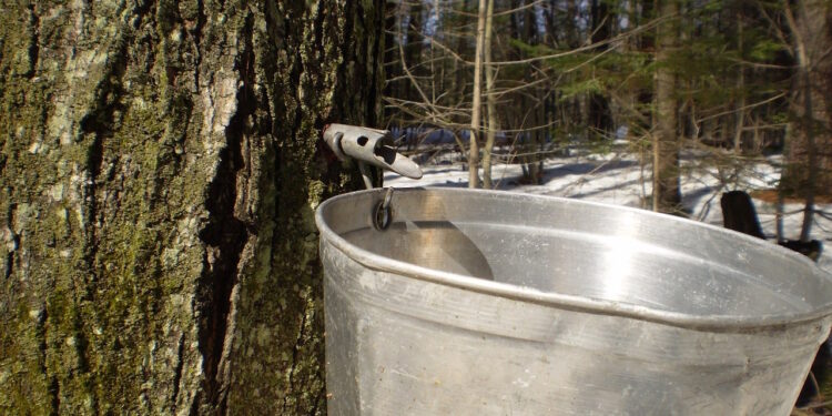 Wiadra ocynkowane - jakie mają zastosowanie? - X-MAG.pl zastosowanie wiaderek ocynkowanych