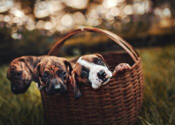 wykorzystanie wikliny