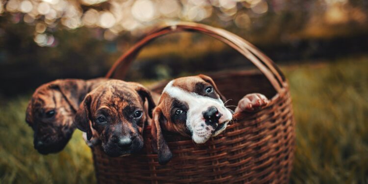 wykorzystanie wikliny