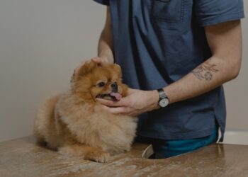 odrobaczanie zwierzat domowych