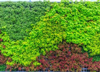 krzewy ozdobne ogrod