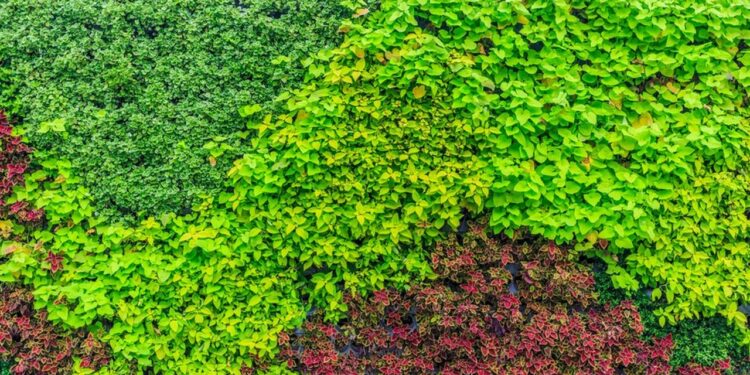 krzewy ozdobne ogrod