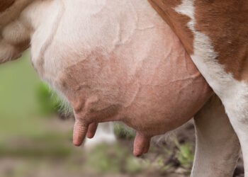 zapalenie wymion u krow przebieg leczenia