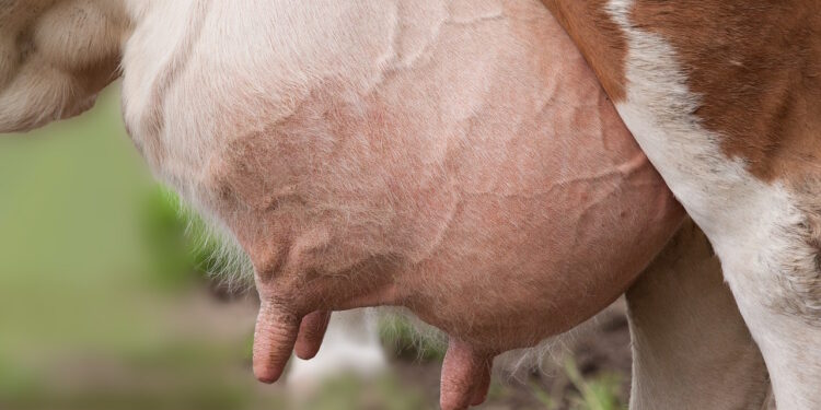 zapalenie wymion u krow przebieg leczenia