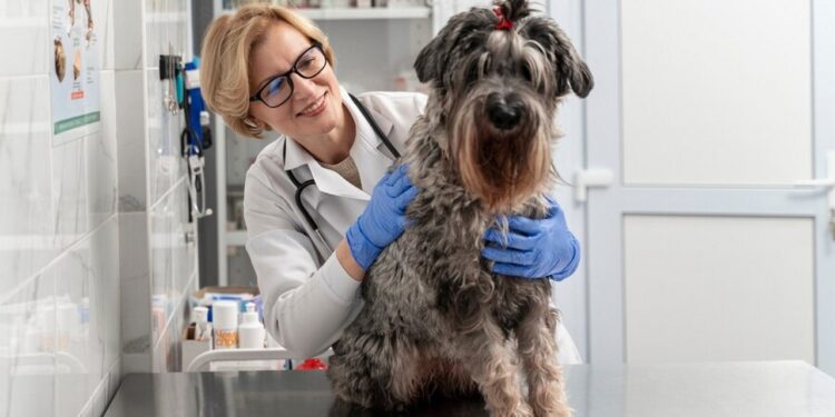 Jakie są najpopularniejsze usługi weterynaryjne? - X-MAG.pl weterynarz uslugi