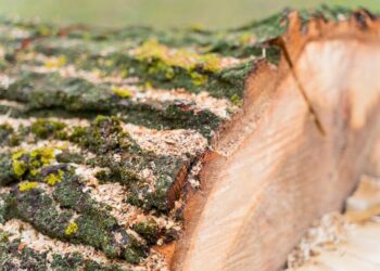 kiedy potrzebna jest wycinka drzew