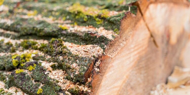 kiedy potrzebna jest wycinka drzew